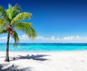 Tropical beach with striking waters, white sand and a coconut palm tree