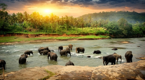 A group of elephants in Sri Lanka's jungle as the sun is starting to set