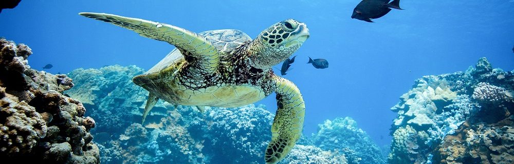 Underwater green turtle in the waters of greece swimming with fishes.