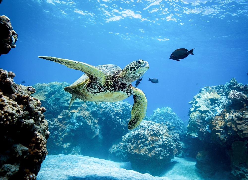 maui turtle sea greece experience turtles epic reef snorkel coral hawaiian illustration underwater ocean adventure tour swims cruising watercolor fish