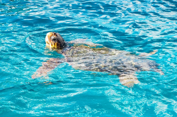 A loggerhead turtle swimming in the sea in Greece
