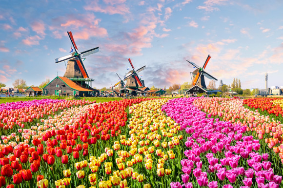 The floral landscape of tulips at Zaanse Schans Amsterdam 