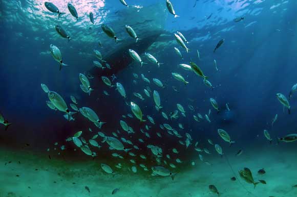 School of fish swim under a boat in Comino