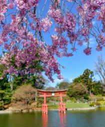 Brooklyn Botanical Gardens