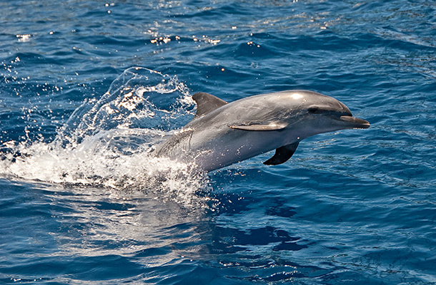 A dolphin leaping out of the water