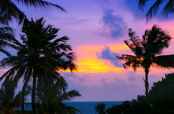 Palm trees at sunset, Negombo