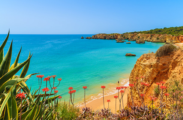 Algarve coastline with flowers in foreground