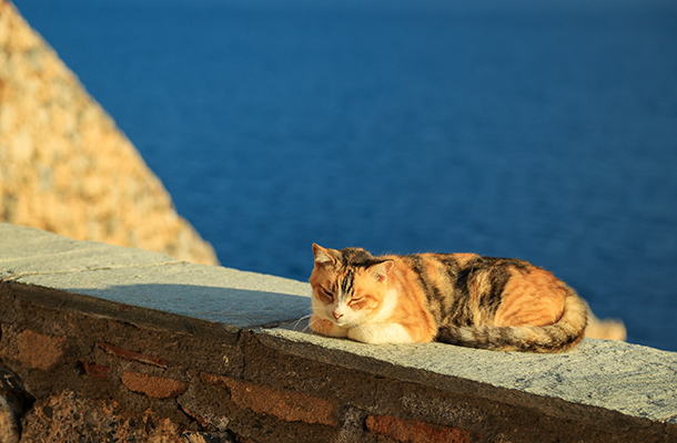 Cat sleeping on a wall in Greece