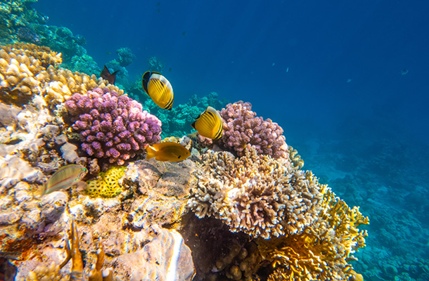 Colourful fish in reef Sharm el Sheikh